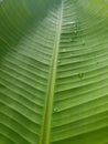 Green Leaf from Banana Tree Royalty Free Stock Photo