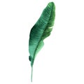 A green leaf of banana tree. Tropical plantain palm leaf. Watercolor illustration isolated on white. For label package