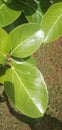 Green leaf of Banyan tree.