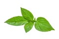 Green leaf of basil herb isolted on white