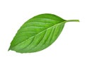 Green leaf of basil herb isolted on white