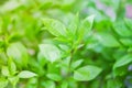 Green leaf basil for vegetable or herb background.