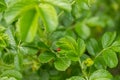 Green leaf of beach rose with ladybug at summer in Finland Royalty Free Stock Photo