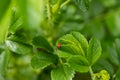 Green leaf of beach rose with ladybug at summer in Finland Royalty Free Stock Photo