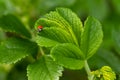 Green leaf of beach rose with ladybug at summer in Finland Royalty Free Stock Photo