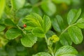 Green leaf of beach rose with ladybug at summer in Finland Royalty Free Stock Photo