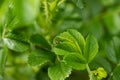 Green leaf of beach rose with ladybug at summer in Finland Royalty Free Stock Photo