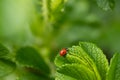 Green leaf of beach rose with ladybug at summer in Finland Royalty Free Stock Photo