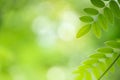 Green leaf on beautiful bokeh background