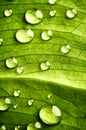 Green leaf beautiful rain water drop and leaf texture nature on natural green Royalty Free Stock Photo