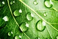 Green leaf beautiful rain water drop and leaf texture nature on natural green Royalty Free Stock Photo
