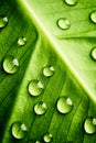 Green leaf beautiful rain water drop and leaf texture nature on natural green Royalty Free Stock Photo