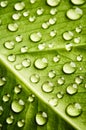 Green leaf beautiful rain water drop and leaf texture nature on natural green Royalty Free Stock Photo