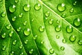 Green leaf beautiful rain water drop and leaf texture nature on natural green Royalty Free Stock Photo