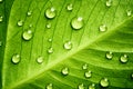 Green leaf beautiful rain water drop and leaf texture nature on natural green Royalty Free Stock Photo