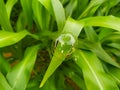 Green leaf with water bubbles Royalty Free Stock Photo