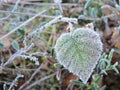 Green leaf in frost, Lithuania Royalty Free Stock Photo