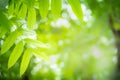 Green leaf with beauty bokeh under sunlight Royalty Free Stock Photo