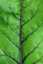 Green leaf of beet, close up. Abstract nature background. Green leaf with a red veins. Royalty Free Stock Photo