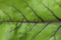 Green leaf of beet, close up. Abstract nature background. Green leaf with a red veins. Royalty Free Stock Photo
