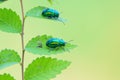 Green leaf beetle Royalty Free Stock Photo