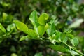 Green leaf bergamot