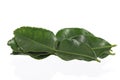 Green leaf, Bergamot leaf isolated on white