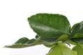 Green leaf, Bergamot leaf isolated on white