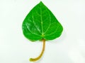 betel leaf.