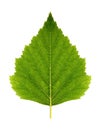 Green leaf birch (symmetrical) on a white background isolated with clipping path.