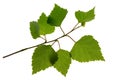 Green leaf Birch tree isolated on white background Royalty Free Stock Photo