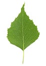 Green leaf of birch tree isolated on white background, top view. European white birch Royalty Free Stock Photo