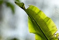 Leaf Of Bird`s-nest Fern, Asplenium Nidus