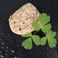 With a green leaf on a black background closeup of a beautiful white stone Royalty Free Stock Photo