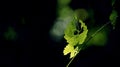 Green leaf and black colors