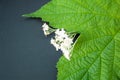 Green leaf of black currant, yarrow herbal flowers, alternative medicine concept