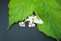 Green leaf of black currant, yarrow herbal flowers, alternative medicine concept