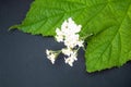 Green leaf of black currant, yarrow herbal flowers, alternative medicine concept