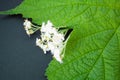 Green leaf of black currant, yarrow herbal flowers, alternative medicine concept