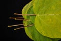 Green leaf on a black table. Large leaves of a plant from Central Europe Royalty Free Stock Photo