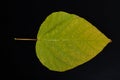 Green leaf on a black table. Large leaves of a plant from Central Europe Royalty Free Stock Photo