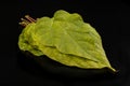 Green leaf on a black table. Large leaves of a plant from Central Europe Royalty Free Stock Photo