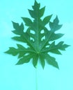 Green leaf blade papaya leaf bluebaground herbalmedicine blue