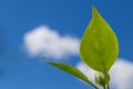 Green Leaf With a Blue Cloudy Sky