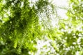 green leaf blur background nature landscape