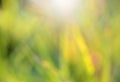 Green leaf blur background