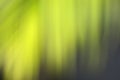 Green leaf blur background