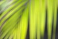 Green leaf blur background