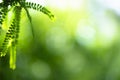 Green leaf on blurred greenery background.