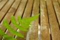 Green leaf with blurry wooden table Royalty Free Stock Photo